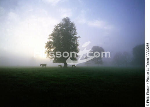 Paysage irlandais sous la brume. - © Philip Plisson / Plisson La Trinité / AA02256 - Photo Galleries - Tree