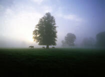 Paysage irlandais sous la brume. © Philip Plisson / Plisson La Trinité / AA02256 - Nos reportages photos - Arbre