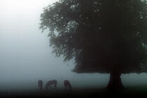 Chevaux dans la brume. © Philip Plisson / Plisson La Trinité / AA02257 - Nos reportages photos - Cheval