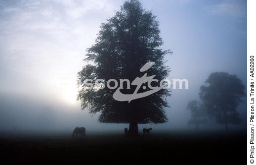 Paysage irlandais et chevaux. - © Philip Plisson / Plisson La Trinité / AA02260 - Nos reportages photos - Pays étranger