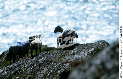 Moutons sur Bull Rock. - © Philip Plisson / Plisson La Trinité / AA02330 - Photo Galleries - Sheep