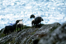 Moutons sur Bull Rock. © Philip Plisson / Plisson La Trinité / AA02330 - Photo Galleries - Irish Lighthouses