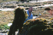 Homme ramassant du goémon. © Philip Plisson / Plisson La Trinité / AA02477 - Photo Galleries - Seaweed