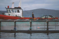 Pisiculteur à Kilkieran Bay. © Philip Plisson / Plisson La Trinité / AA02487 - Photo Galleries - Fishing vessel