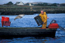 Pêcheur remontant ses casiers. © Philip Plisson / Plisson La Trinité / AA02495 - Nos reportages photos - Faune