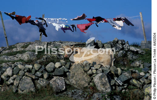 Vache irlandaise. - © Philip Plisson / Plisson La Trinité / AA02504 - Nos reportages photos - Muret
