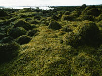 paysage de littoral irlandais. © Philip Plisson / Plisson La Trinité / AA02512 - Nos reportages photos - Algue
