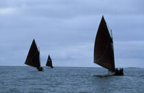Hookers à Gorumma Island. © Philip Plisson / Plisson La Trinité / AA02530 - Photo Galleries - Traditional sailing