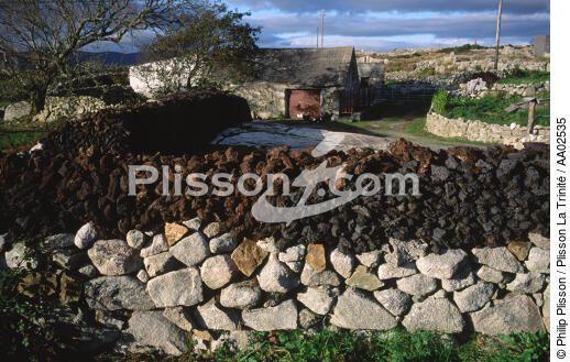 Lettermore Island. - © Philip Plisson / Plisson La Trinité / AA02535 - Nos reportages photos - Flore