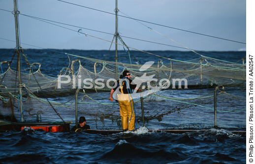Pisiculteur à Clare Island. - © Philip Plisson / Plisson La Trinité / AA02547 - Nos reportages photos - Ile [Irl]