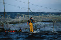 Pisiculteur à Clare Island. © Philip Plisson / Plisson La Trinité / AA02547 - Nos reportages photos - Aquaculture