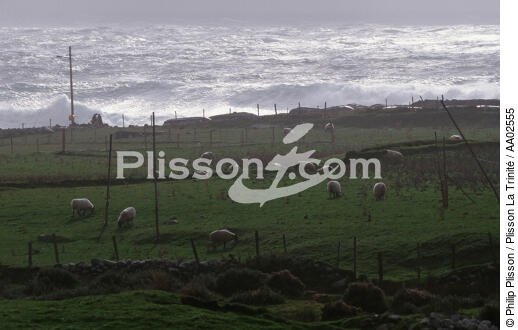 Achill Island. - © Philip Plisson / Plisson La Trinité / AA02555 - Photo Galleries - Sheep
