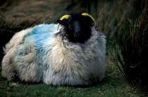 Mouton irlandais. © Philip Plisson / Plisson La Trinité / AA02576 - Photo Galleries - Ireland, the green island