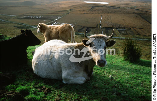 Vaches sur Achill Island. - © Philip Plisson / Plisson La Trinité / AA02578 - Nos reportages photos - Irlande