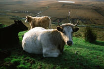 Vaches sur Achill Island. © Philip Plisson / Plisson La Trinité / AA02578 - Photo Galleries - Cow