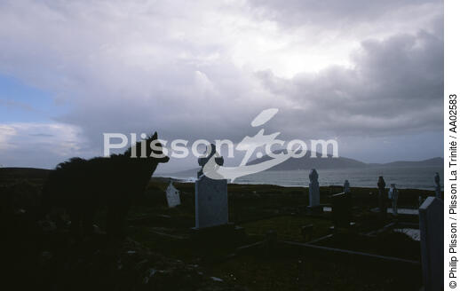 Chien dans un cimetière à Fallmore. - © Philip Plisson / Plisson La Trinité / AA02583 - Nos reportages photos - Cimetière
