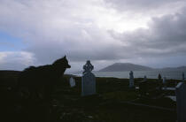 Chien dans un cimetière à Fallmore. © Philip Plisson / Plisson La Trinité / AA02583 - Photo Galleries - Ireland