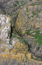 Chevreuils sur des rochers. © Philip Plisson / Plisson La Trinité / AA02628 - Nos reportages photos - Rocher