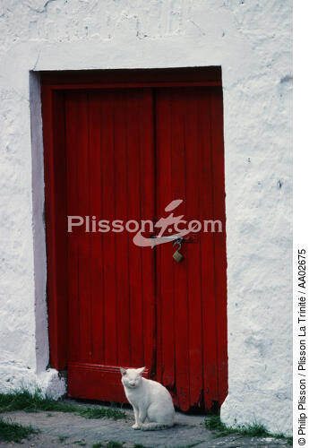 Chat devant une porte. - © Philip Plisson / Plisson La Trinité / AA02675 - Nos reportages photos - Irlande, l'île verte