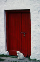 Chat devant une porte. © Philip Plisson / Plisson La Trinité / AA02675 - Photo Galleries - Ireland