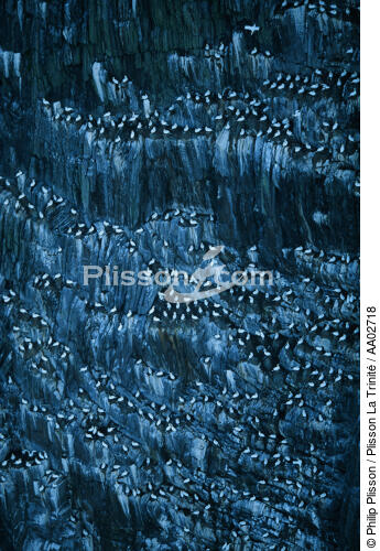 Oiseaux sur Bull Rock. - © Philip Plisson / Plisson La Trinité / AA02718 - Photo Galleries - Cliff