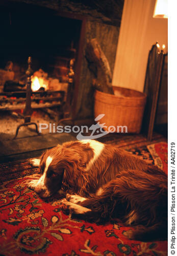 Chien devant un feu de cheminée. - © Philip Plisson / Plisson La Trinité / AA02719 - Photo Galleries - Pet