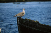 Goëland sur une barque. © Philip Plisson / Plisson La Trinité / AA02723 - Nos reportages photos - Oiseau marin