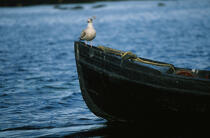 Goëland sur une barque. © Philip Plisson / Plisson La Trinité / AA02724 - Nos reportages photos - Faune