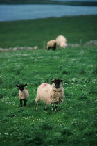 Moutons en Irlande. © Philip Plisson / Plisson La Trinité / AA02735 - Photo Galleries - Fauna