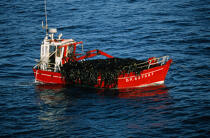 Goémonier en mer d'Iroise. © Philip Plisson / Plisson La Trinité / AA02868 - Photo Galleries - Fishing vessel