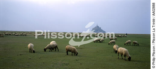 Moutons sur la Baie du Mont Saint Michel. - © Philip Plisson / Plisson La Trinité / AA02888 - Nos reportages photos - Activité terrestre