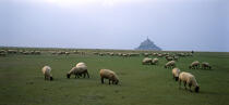 Moutons sur la Baie du Mont Saint Michel. © Philip Plisson / Plisson La Trinité / AA02888 - Nos reportages photos - Mouton