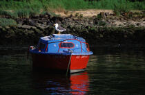 Goeland sur un bateau. © Philip Plisson / Plisson La Trinité / AA03441 - Photo Galleries - Morbihan [The gulf of the]