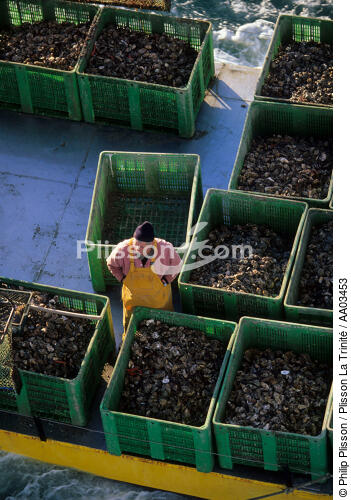 Ostreiculteur. - © Philip Plisson / Plisson La Trinité / AA03453 - Nos reportages photos - Conchyliculture