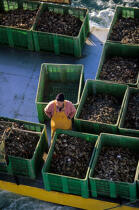 Ostreiculteur. © Philip Plisson / Plisson La Trinité / AA03453 - Photo Galleries - Shellfish farming