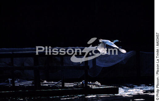 Aigrette. - © Philip Plisson / Plisson La Trinité / AA03457 - Photo Galleries - River