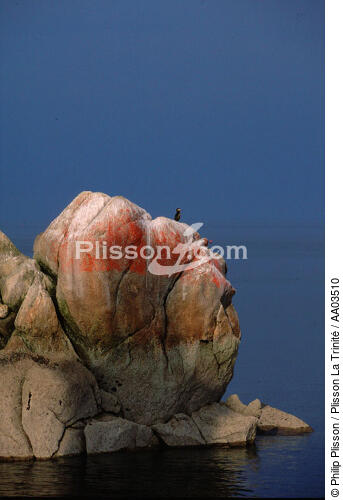 Cormoran sur un rocher en baie de Morlaix. - © Philip Plisson / Plisson La Trinité / AA03510 - Nos reportages photos - Morlaix [Baie de]