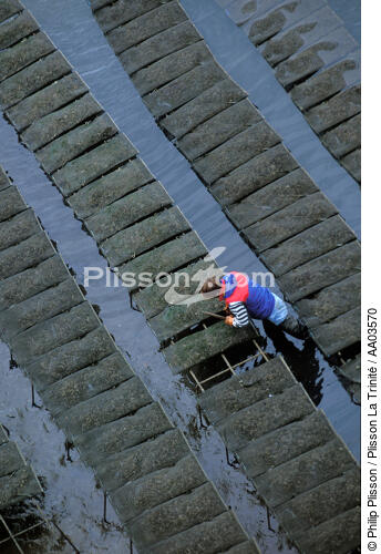 Ostréiculteur. - © Philip Plisson / Plisson La Trinité / AA03570 - Photo Galleries - Oyster Farming