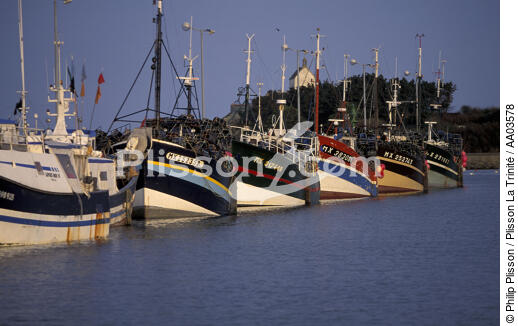 Port de pêche de Roscoff. - © Philip Plisson / Plisson La Trinité / AA03578 - Nos reportages photos - Immatriculation