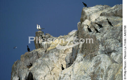Oiseaux sur les Sept Iles - © Philip Plisson / Plisson La Trinité / AA03768 - Nos reportages photos - Ile [22]