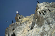 Oiseaux sur les Sept Iles © Philip Plisson / Plisson La Trinité / AA03768 - Photo Galleries - Côtes d'Armor