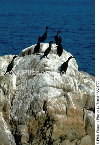 Cormoran sur les Sept Iles - © Philip Plisson / Plisson La Trinité / AA03770 - Nos reportages photos - Cormoran