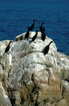 Cormoran sur les Sept Iles © Philip Plisson / Plisson La Trinité / AA03770 - Nos reportages photos - Oiseau marin