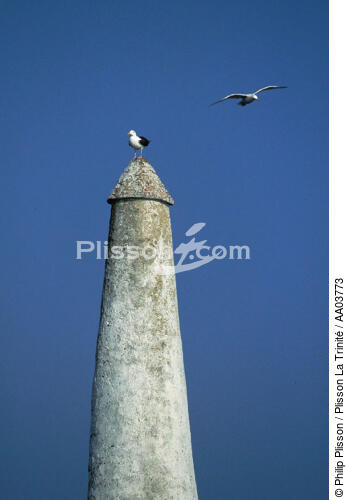 Goëlands sur les Sept Iles - © Philip Plisson / Plisson La Trinité / AA03773 - Photo Galleries - Seagull