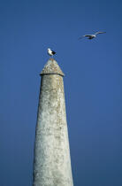 Goëlands sur les Sept Iles © Philip Plisson / Plisson La Trinité / AA03773 - Photo Galleries - Tower