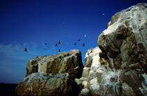 Envol d'oiseaux à bréhat. © Philip Plisson / Plisson La Trinité / AA03649 - Nos reportages photos - Ile [22]