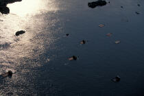 Pontons ostréicole sur la rivière du Trieux. © Philip Plisson / Plisson La Trinité / AA03665 - Nos reportages photos - Trieux [rivière du]