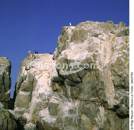 Oiseaux marin sur rocher. - © Philip Plisson / Plisson La Trinité / AA03793 - Nos reportages photos - Rocher
