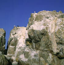 Oiseaux marin sur rocher. © Philip Plisson / Plisson La Trinité / AA03793 - Photo Galleries - Square format
