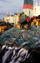 Pêcheurs remontant les filets. © Didier Perron / Plisson La Trinité / AA03998 - Nos reportages photos - Pêche